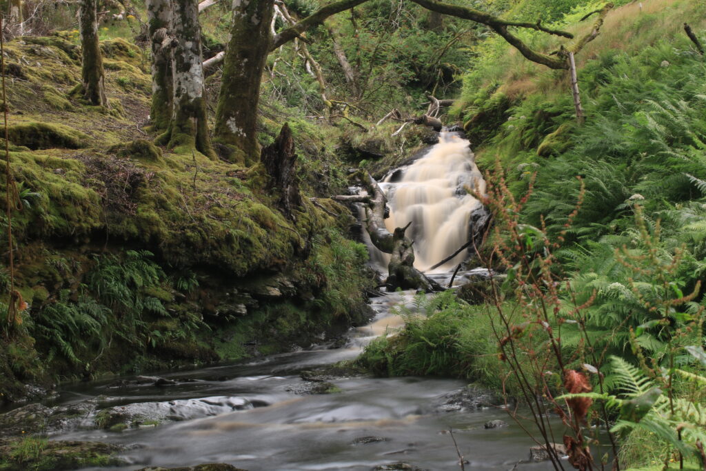 kleiner Wasserfall. Am Ufer stehen alte verwitterte Bäume. Am Ufer und an den Bäumen wächst Moos. Es ist viel Farn da. Es ist sehr grün.