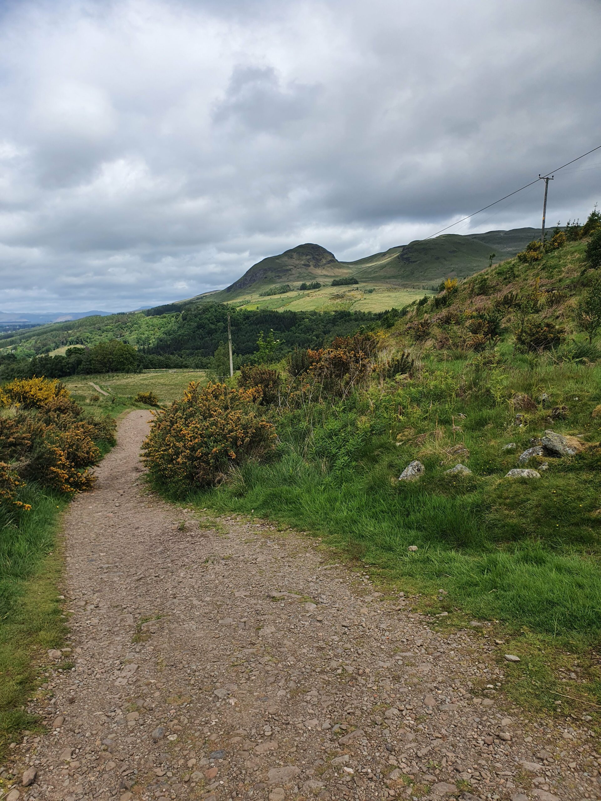 Blick vom WHW auf den Dumgoyne. AM Wegesrand blüht Ginster