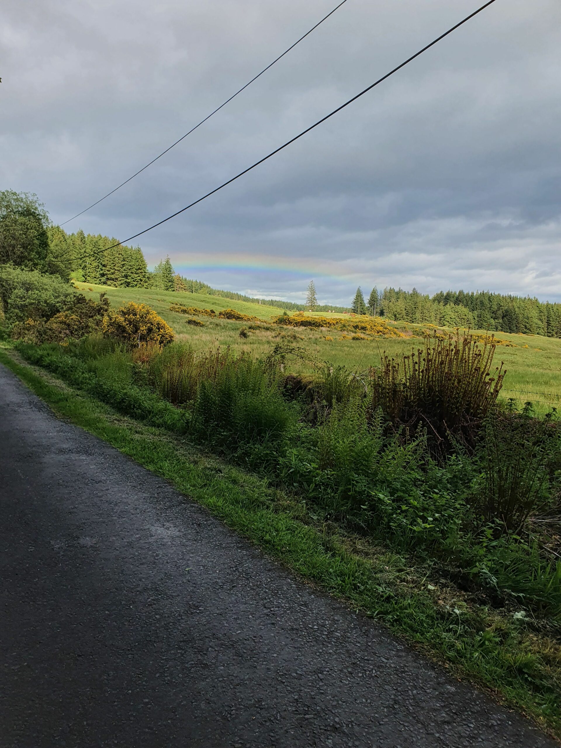 Straße zum Garadhban Forest von Drymen