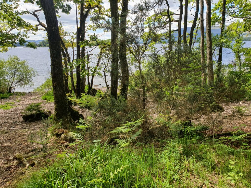 Blick vom West Highland Way durch grünes und braunes Gestrüpp und Bäume über das graublaue Wasser vom Loch Lomond. Im Hintergrund leicht sichtbare Hügel.