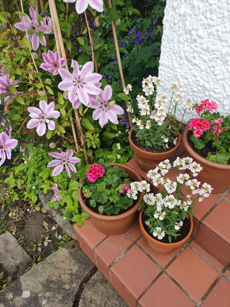 Steps covered with reddish-brown ceramic tiles. On them are red-brown ceramic pots with various flowers in pink and white. Behind them grows a clematis in light purple.