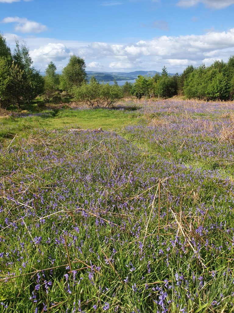 Field of Bluebells. In the Background glimpses of Loch Lomond. The sky is blue with small clouds