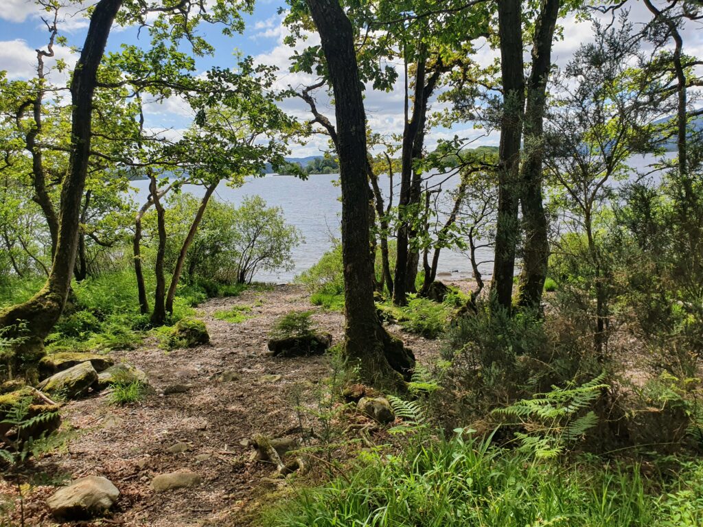 View from the West Highland Way through green and brown scrub and trees over the grey-blue waters of Loch Lomond. Slightly visible hills in the background.