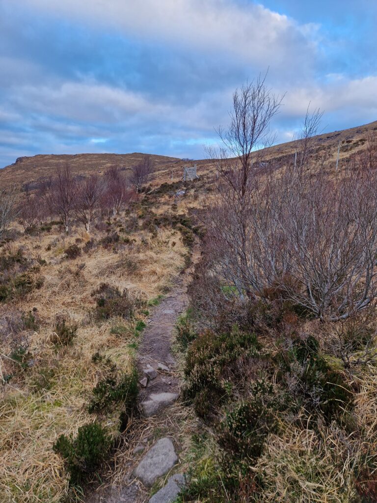 Weg auf den Stac Pollaidh durch kleines Wäldchen. Es ist Winter, die Bäume sind kahl, das gras Bräunlich-gelb